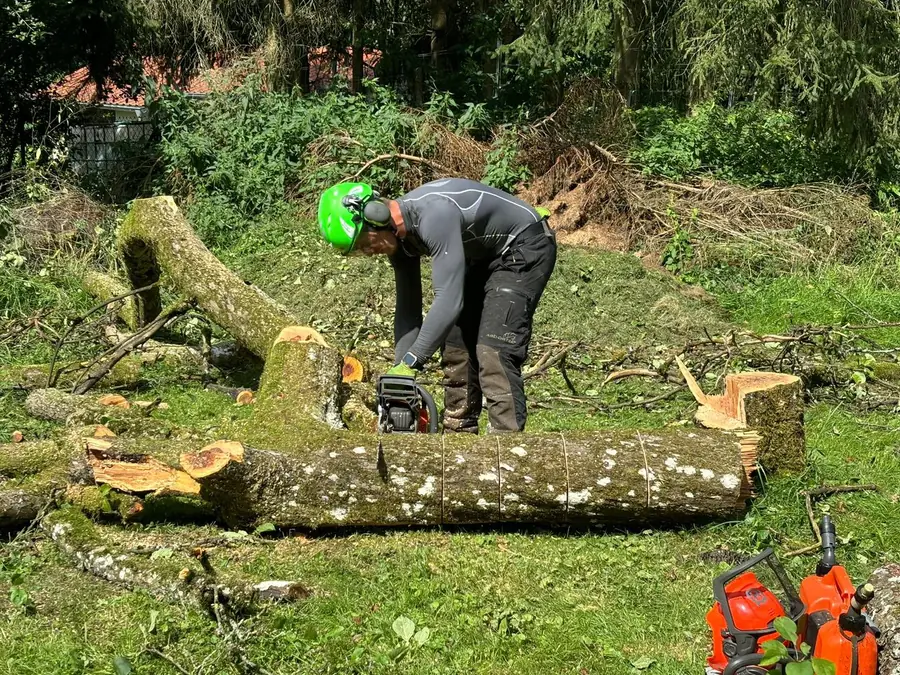 Arbeiter mit gruenem Schutzhelm und Schnittschutzhose zersaegt mit der Motorsaege den gefaellten Stamm eines grossen Baumes, rings
