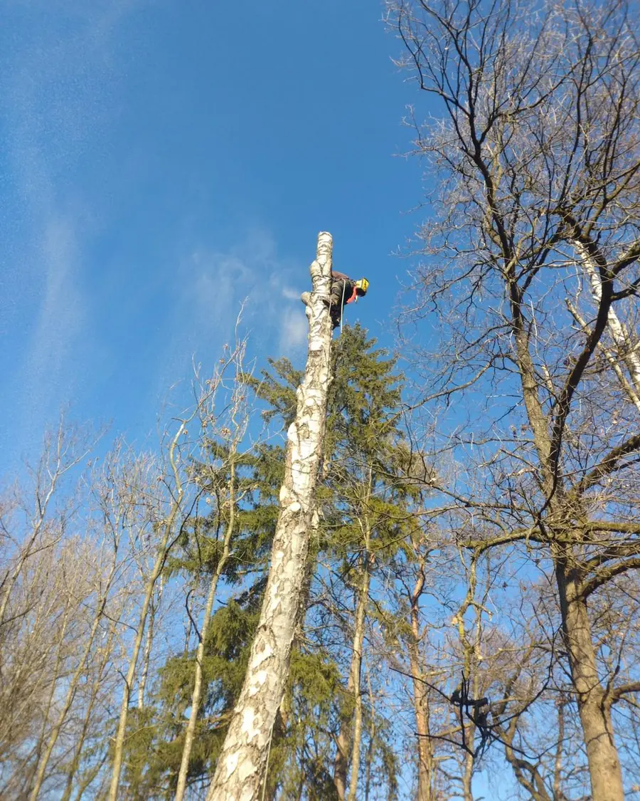 Kletterer mit rot-gelbem Helm oben auf einem hohen Birkenstamm im Wald, Saegestaub weht seitlich weg, klarer blauer Himmel.