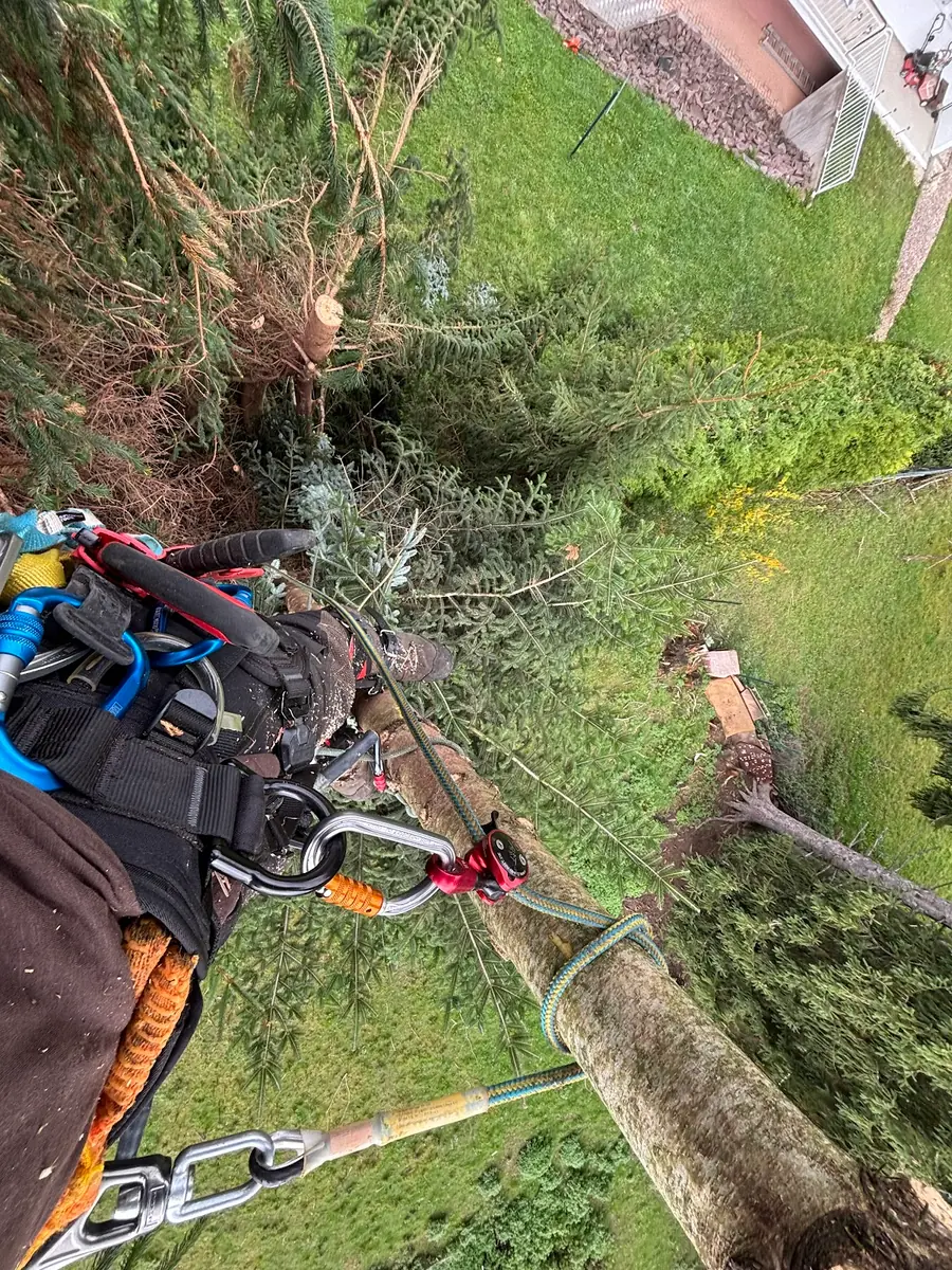 Blick aus dem Baum senkrecht nach unten über Klettergurt, Karabiner und Seil auf den bereits entasteten Fichtenstamm und die im Ga
