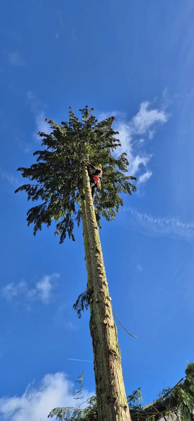 Spektakuläre Froschperspektive: Kletterer mit Helm hoch oben im entasteten Nadelbaum vor tiefblauem Himmel.