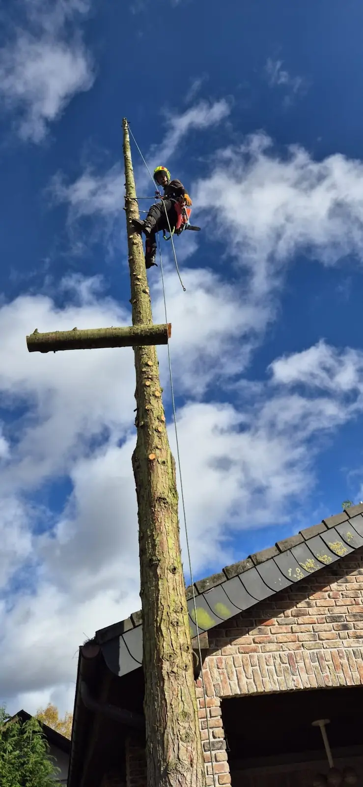 Kletterer mit gelbem Helm und Seilsicherung hoch oben am entasteten Stamm direkt über einem Hausdach, blauer Himmel mit Wolken.