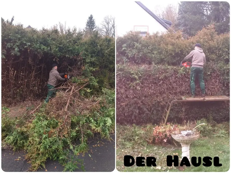 Zweiteilige Collage vom massiven Rueckschnitt einer hohen Thujahecke: links Mitarbeiter mit Motorsaege vor Schnittgutberg, rechts 