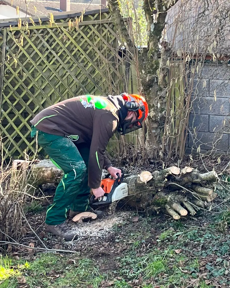 Mitarbeiter in Arbeitskleidung mit orangem Schutzhelm und Visier zersaegt mit Stihl-Motorsaege einen gefaellten Stamm, daneben auf