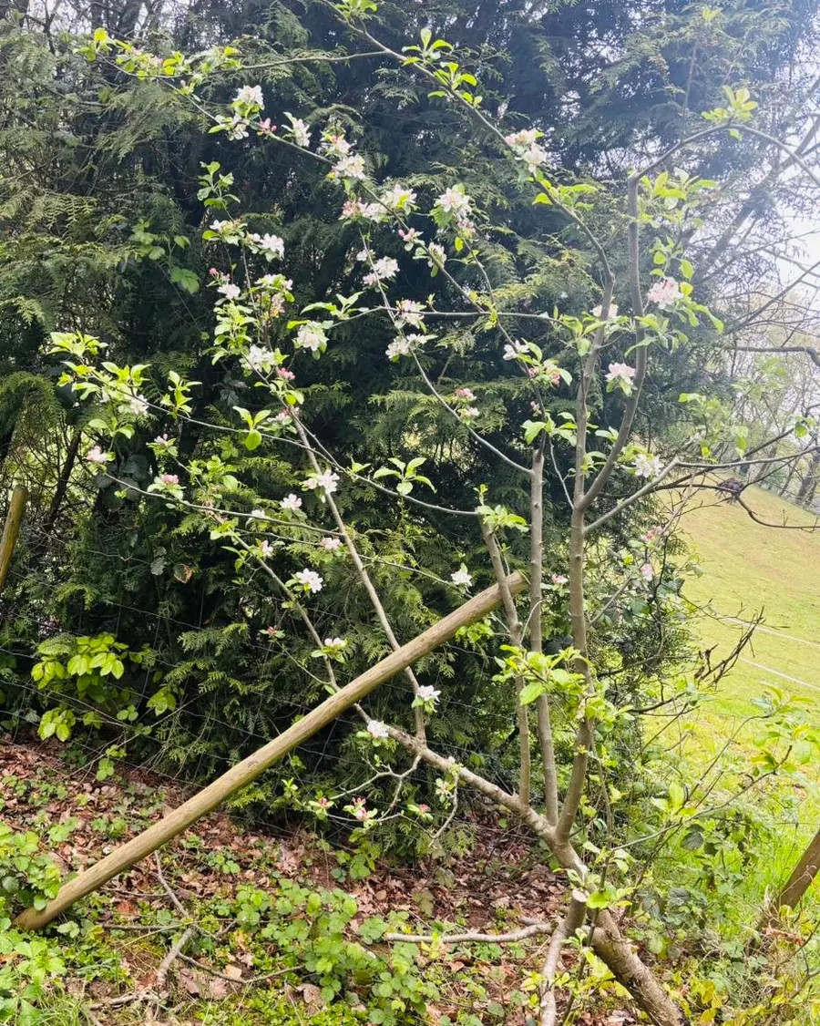 Frisch geschnittener, bluehender Apfelbaum mit rosa-weissen Blueten vor dunkler Hecke, abgestuetzt durch einen Holzpfahl.