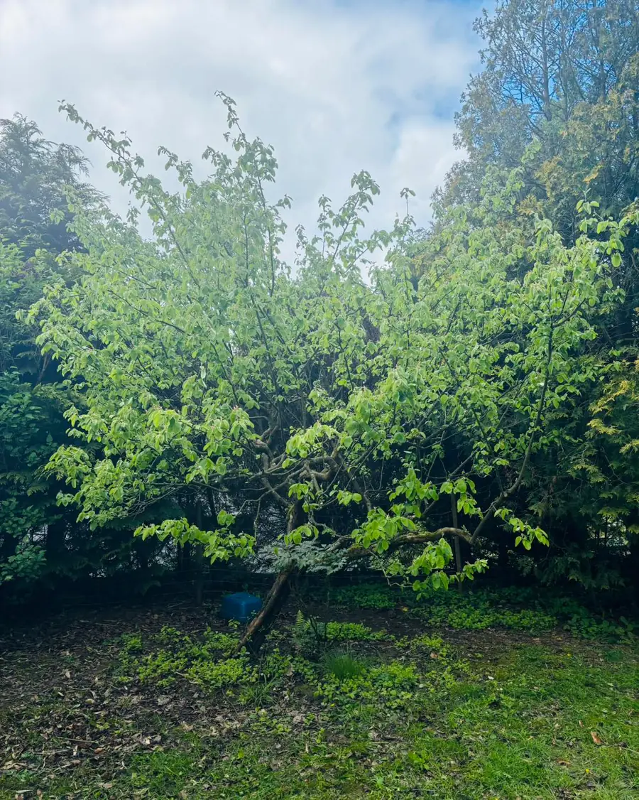 Gesamtansicht eines gepflegten, frisch ausgetriebenen Quittenbaums mit breiter Krone auf der Wiese vor einer Hecke.