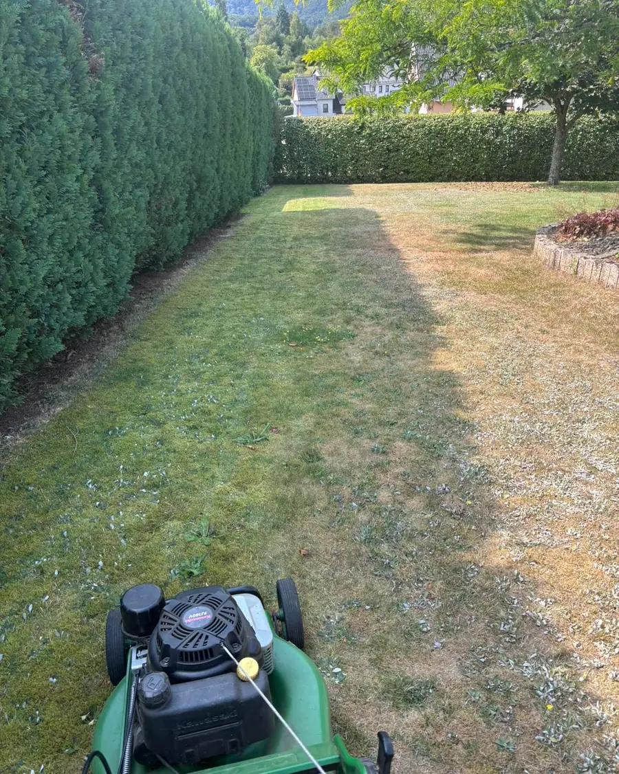Blick ueber einen frisch gemaehten Rasen zwischen Thujahecke und Buchenhecke, im Vordergrund ein gruener Benzin-Rasenmaeher.