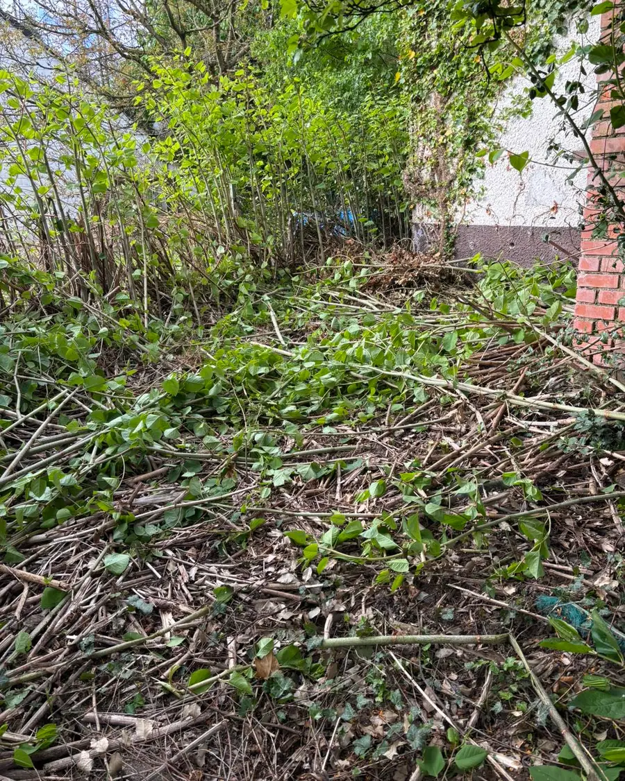 Zurueckgeschnittener Wildwuchs an einer Hauswand, dicke Schicht abgeschnittener Triebe und Ruten liegt am Boden, Efeu an der Wand.
