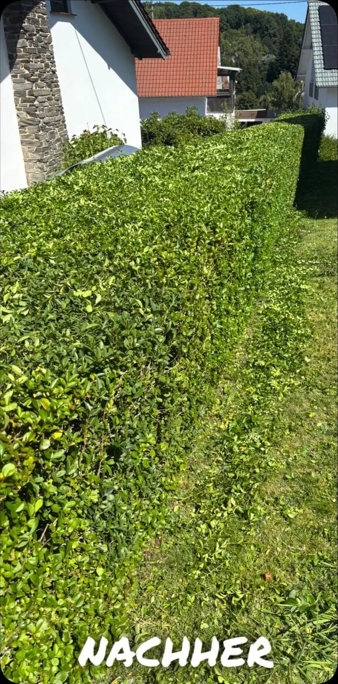 Nachher: Hecke seitlich zurückgeschnitten