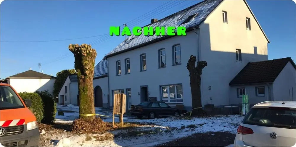 Nachher: Kopfweiden am Haus zurückgesetzt