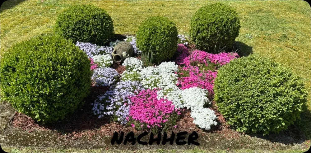 Nachher: Rasen ums Blumenbeet gemäht