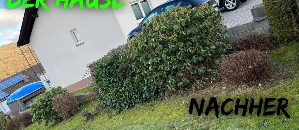 Nachher: Rhododendron auf Form gebracht