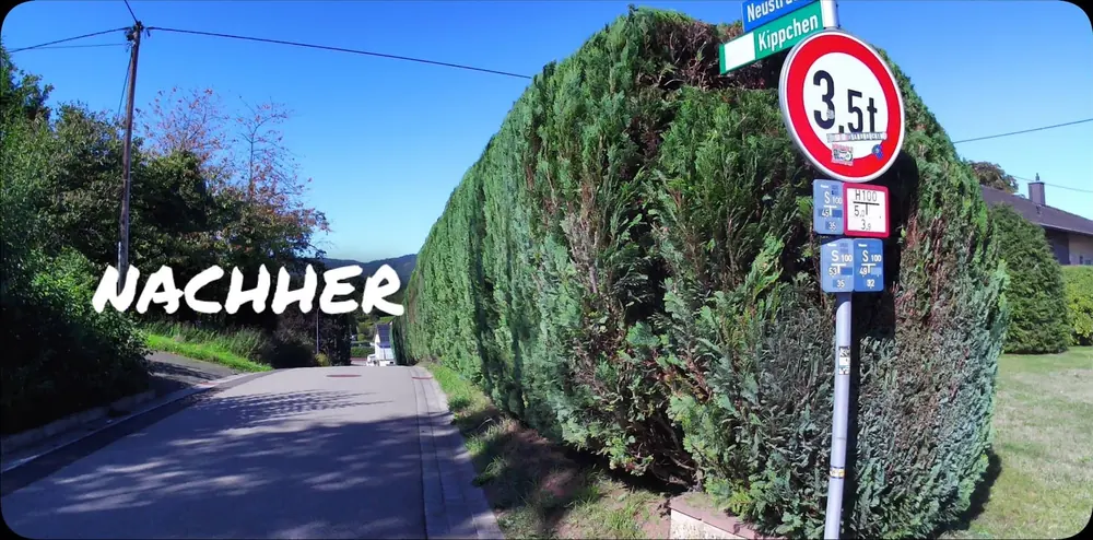 Nachher: Thujahecke wieder in Form